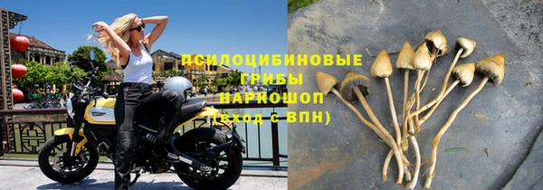 прущие грибы Бородино