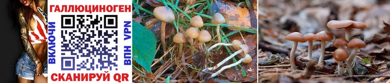 Псилоцибиновые грибы Psilocybine cubensis  Ижевск 